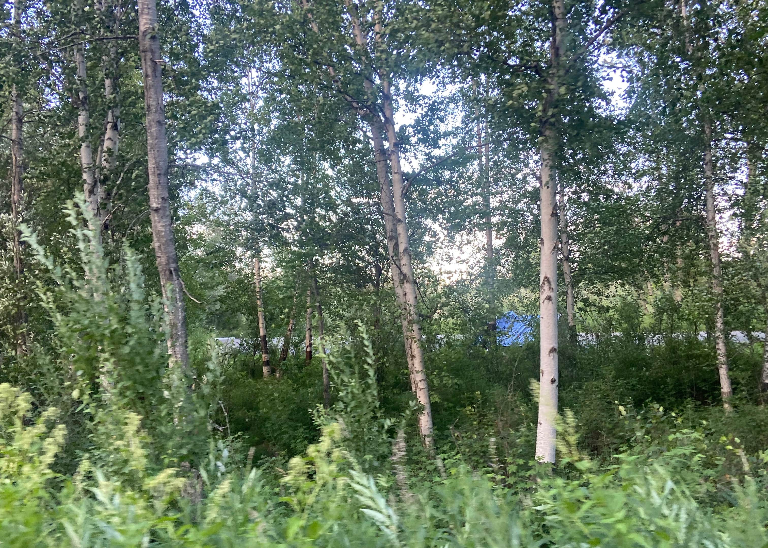 View All