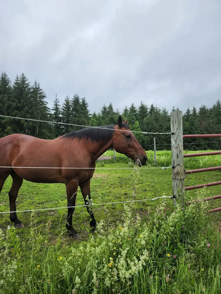 Camper-submitted photo at Off Grid Sunset View Sleeping Cabin near Cazenovia, NY