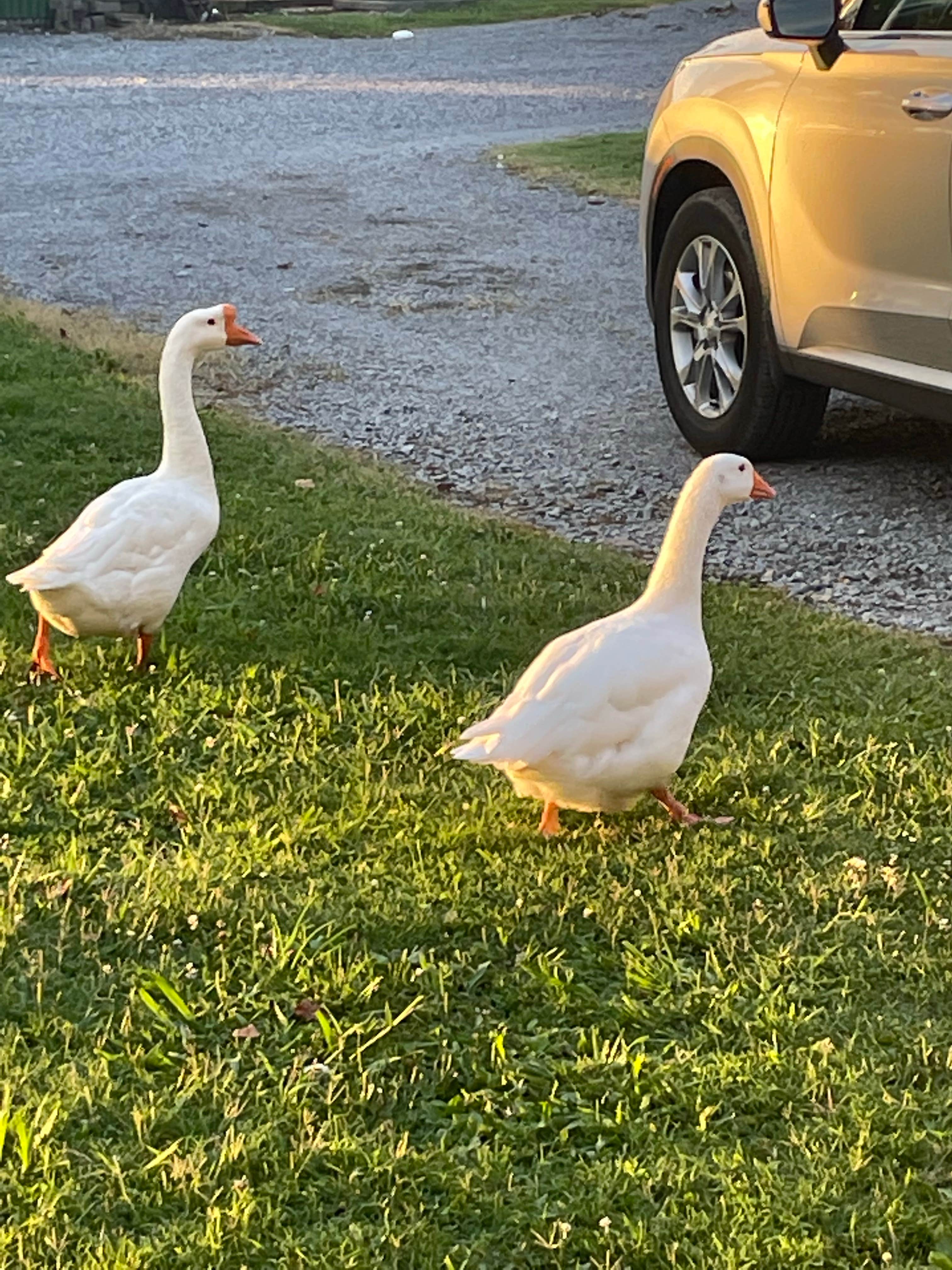 Camper-submitted photo at Tana-See Campground near Talbott, TN