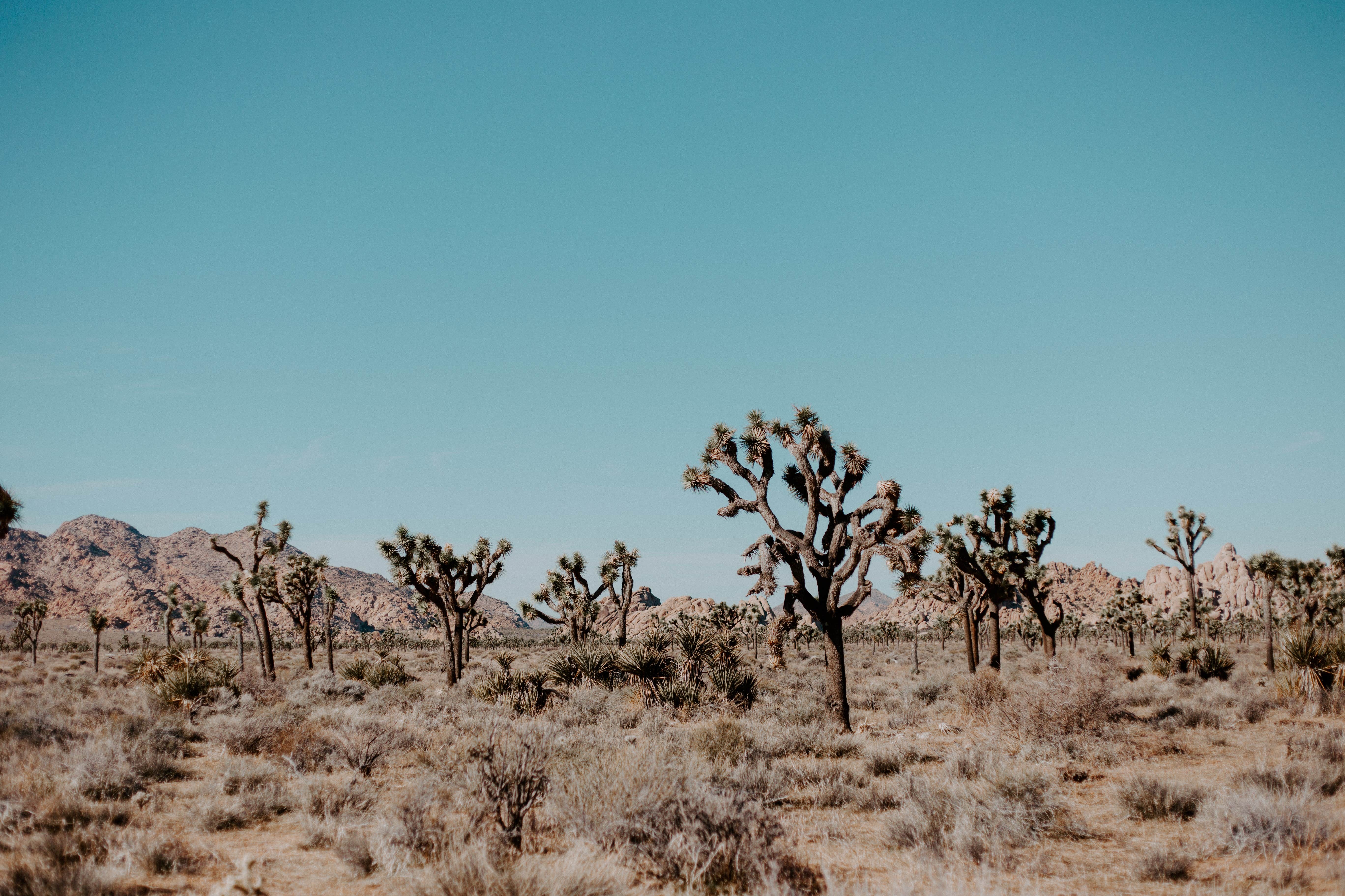 Camper submitted image from Joshua Tree RV & Campground - 1