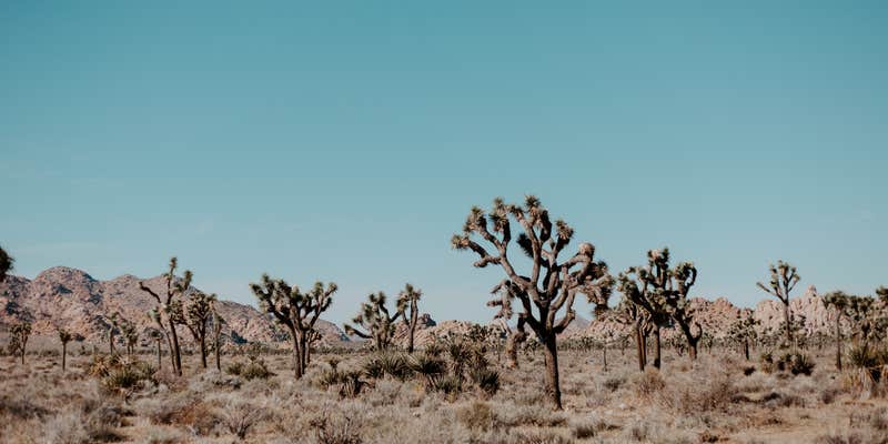 Camper submitted image from Joshua Tree RV & Campground