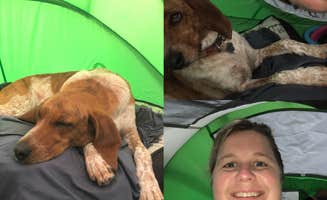 Sally T.'s photo of camping with pets at Northwest River Park & Campground near Virginia Beach, VA