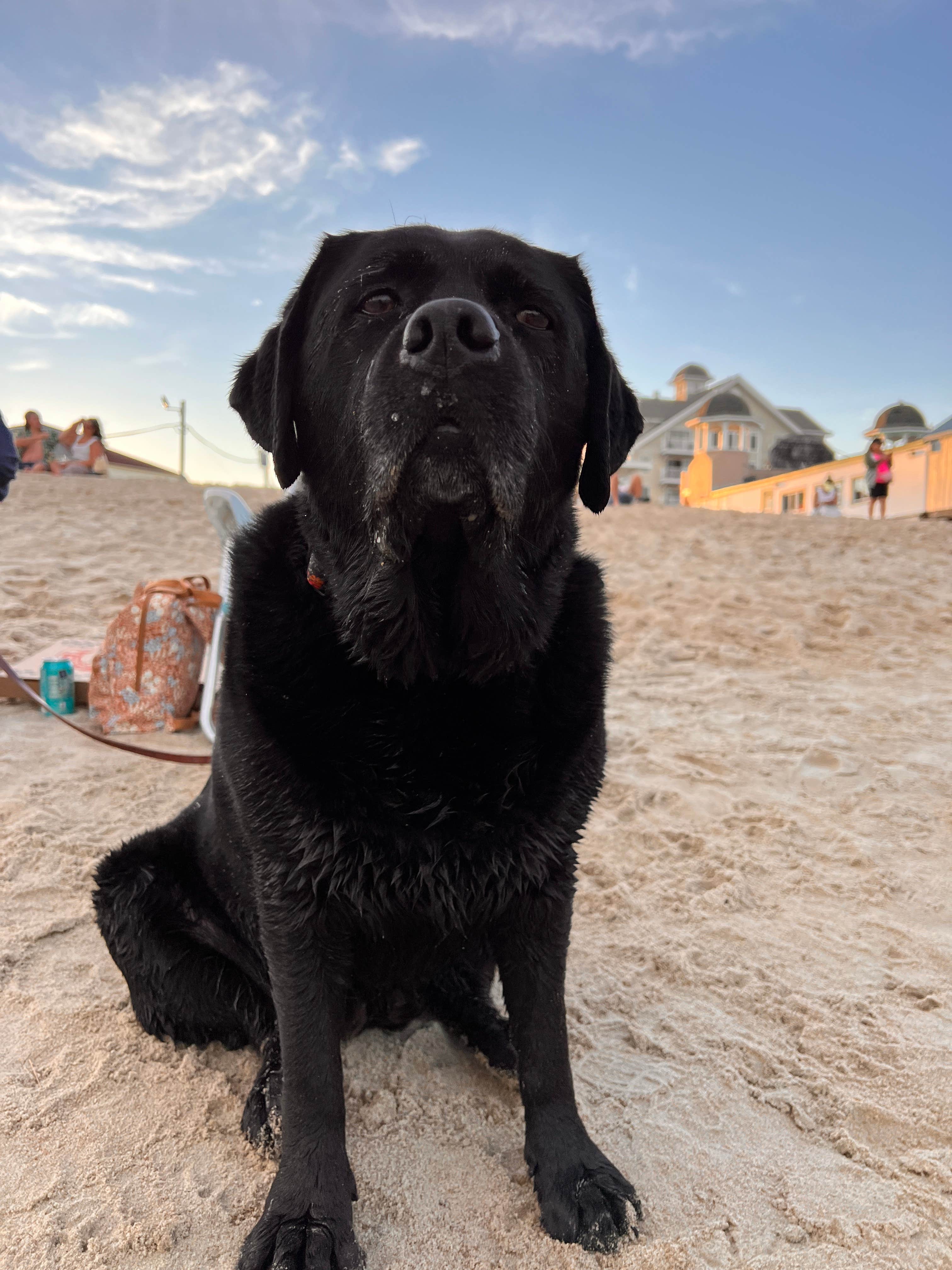 Tracey  S.'s photo of camping with pets at Sun Outdoors Old Orchard Beach Downtown near Portland, ME