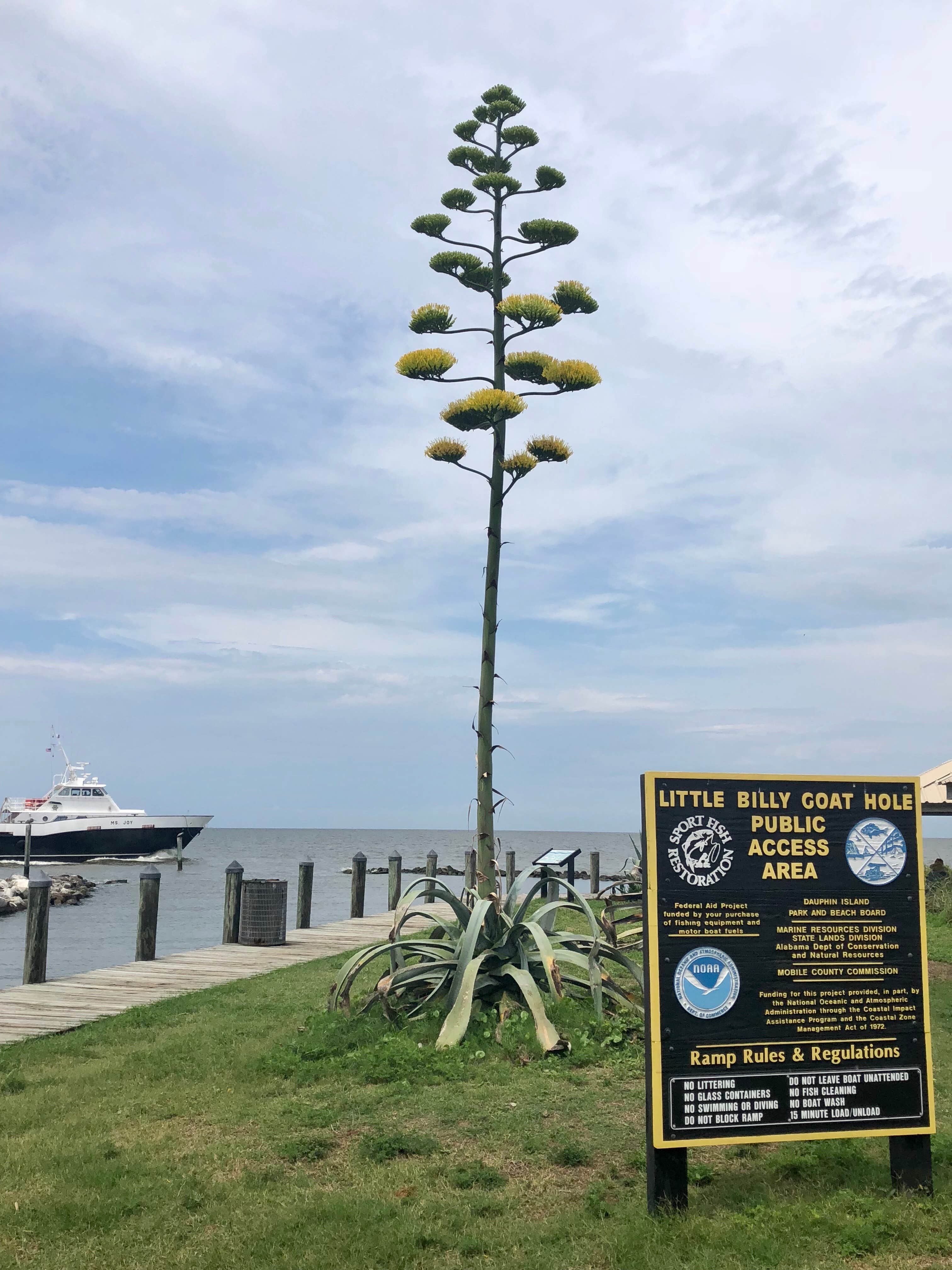 Camper-submitted photo at Dauphin Island Campground near Indian Springs, AL