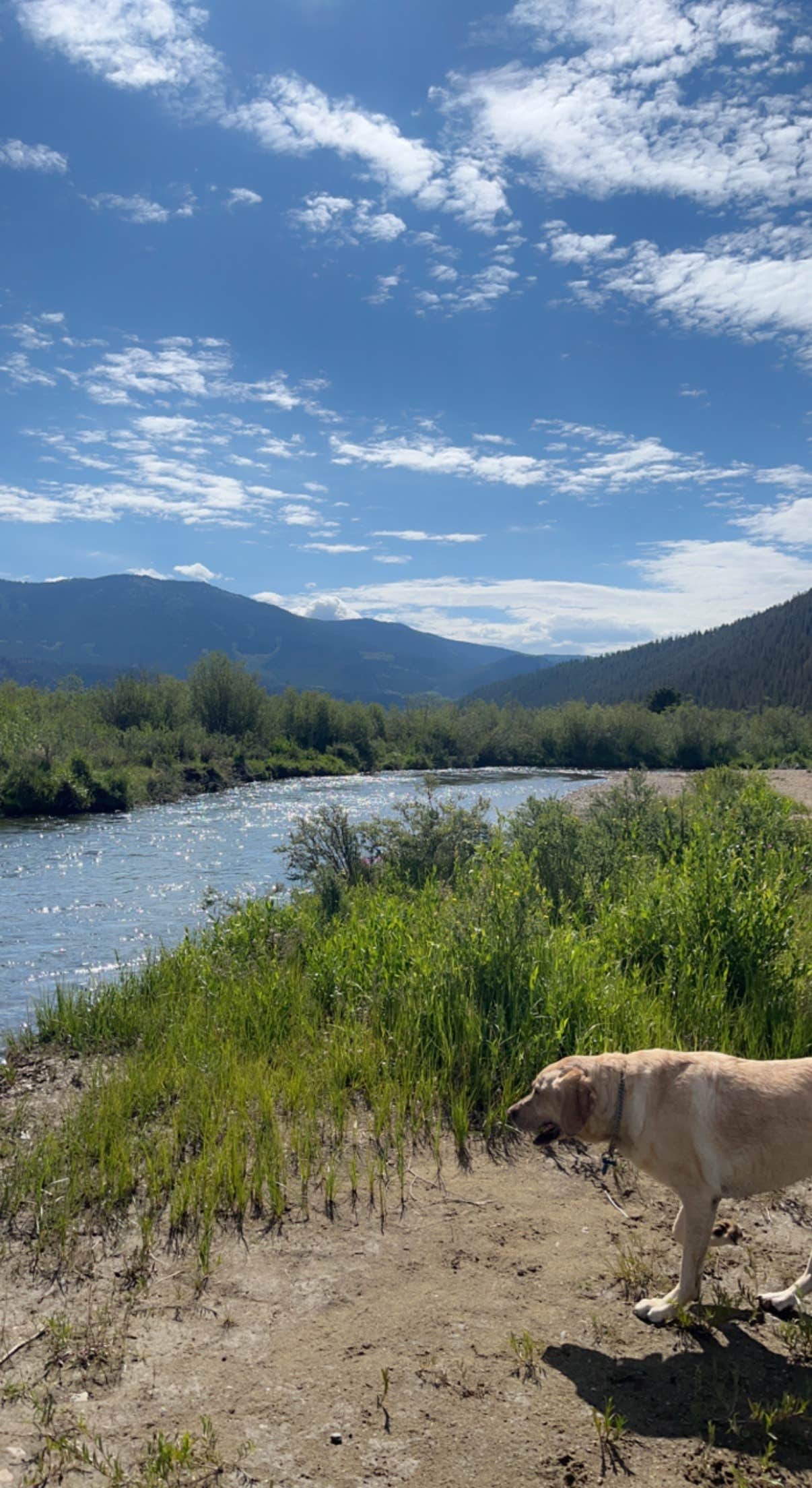 Shelby C.'s photo of camping with pets at Clear Creek Reservoir near Granite, CO