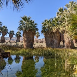 Coachella Valley Preserve palms, spring pools