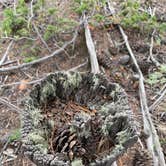 Review photo of Mount Herman Road Dispersed Camping by Heidi￼ J., July 27, 2022