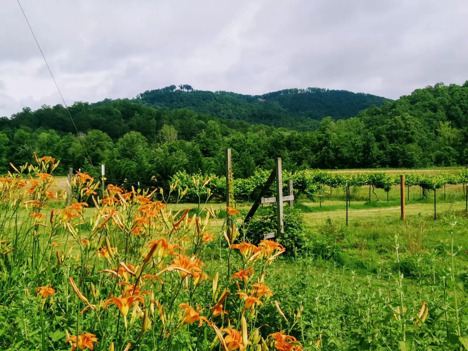 Camper-submitted photo at Green Willow Farm Camping near Tryon, NC