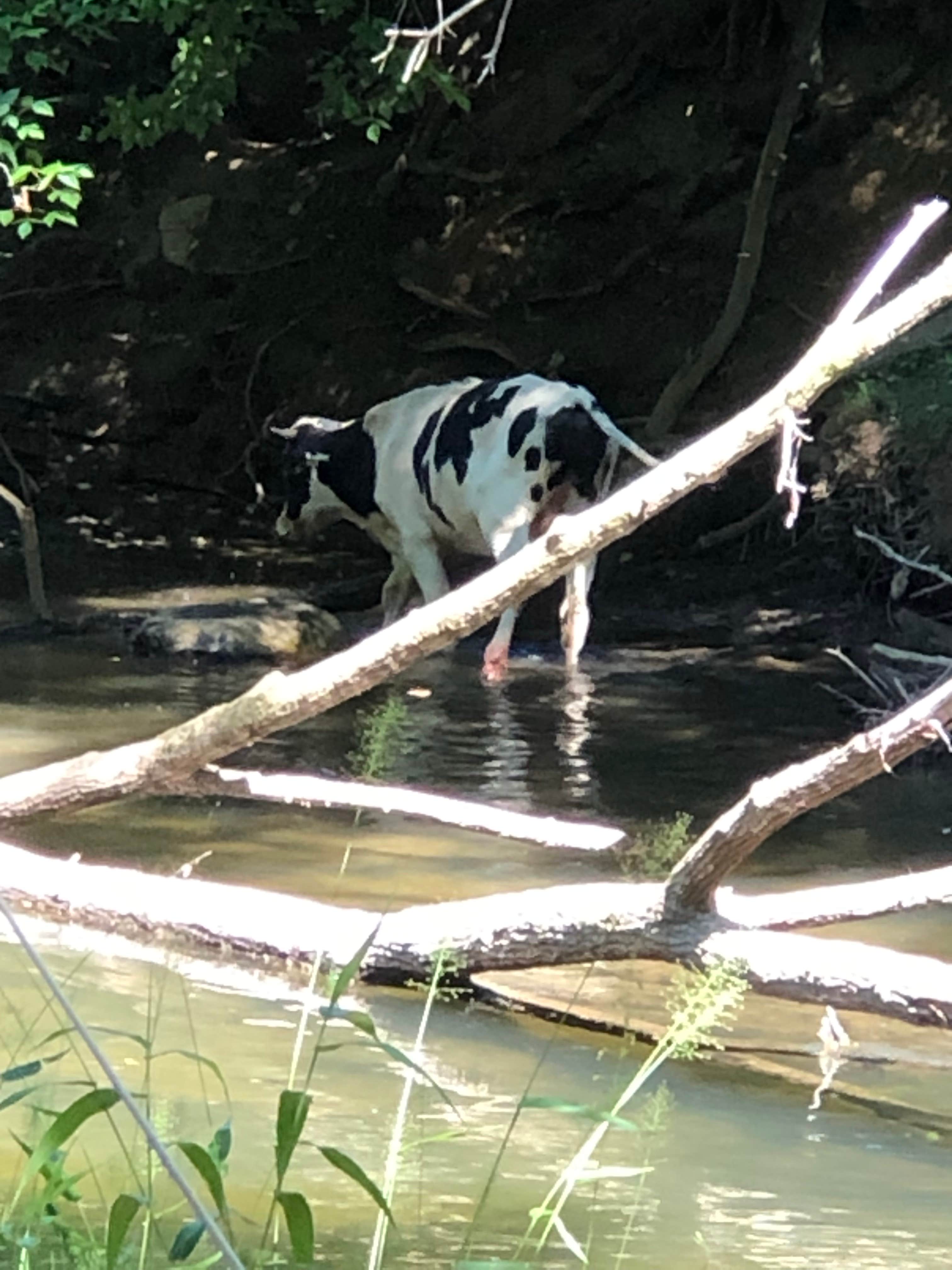 Camper-submitted photo at Murphy/Peace Valley KOA near Murphy, NC