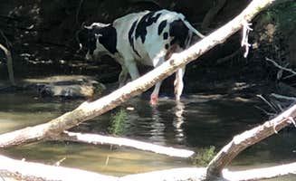Frank L.'s photo of camping with pets at Murphy/Peace Valley KOA in North Carolina