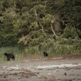 Review photo of Ozette Campground - Olympic National Park by allison W., July 28, 2022