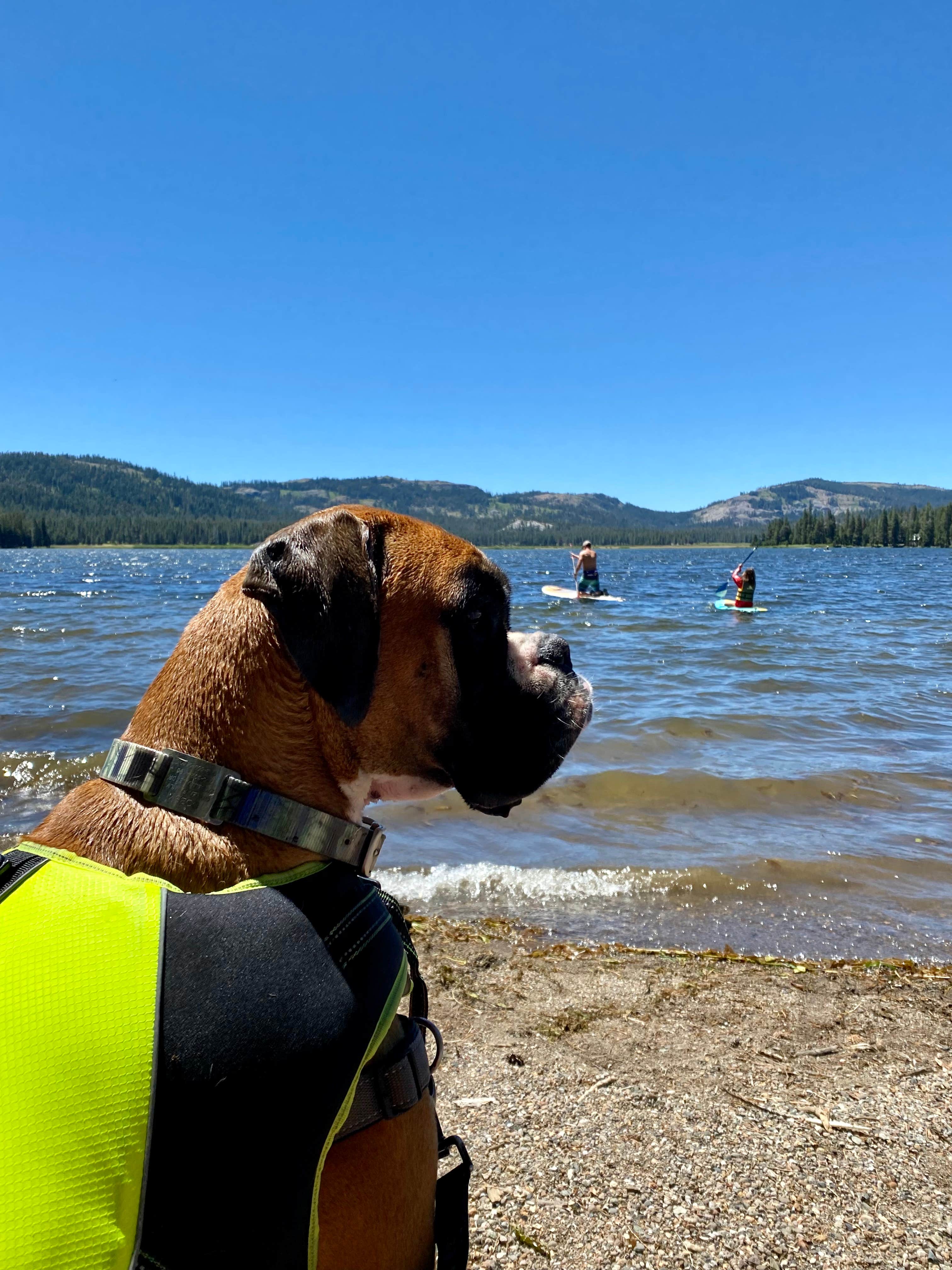 Ron G.'s photo of camping with pets at Webber Lake Campground near Loyalton, CA
