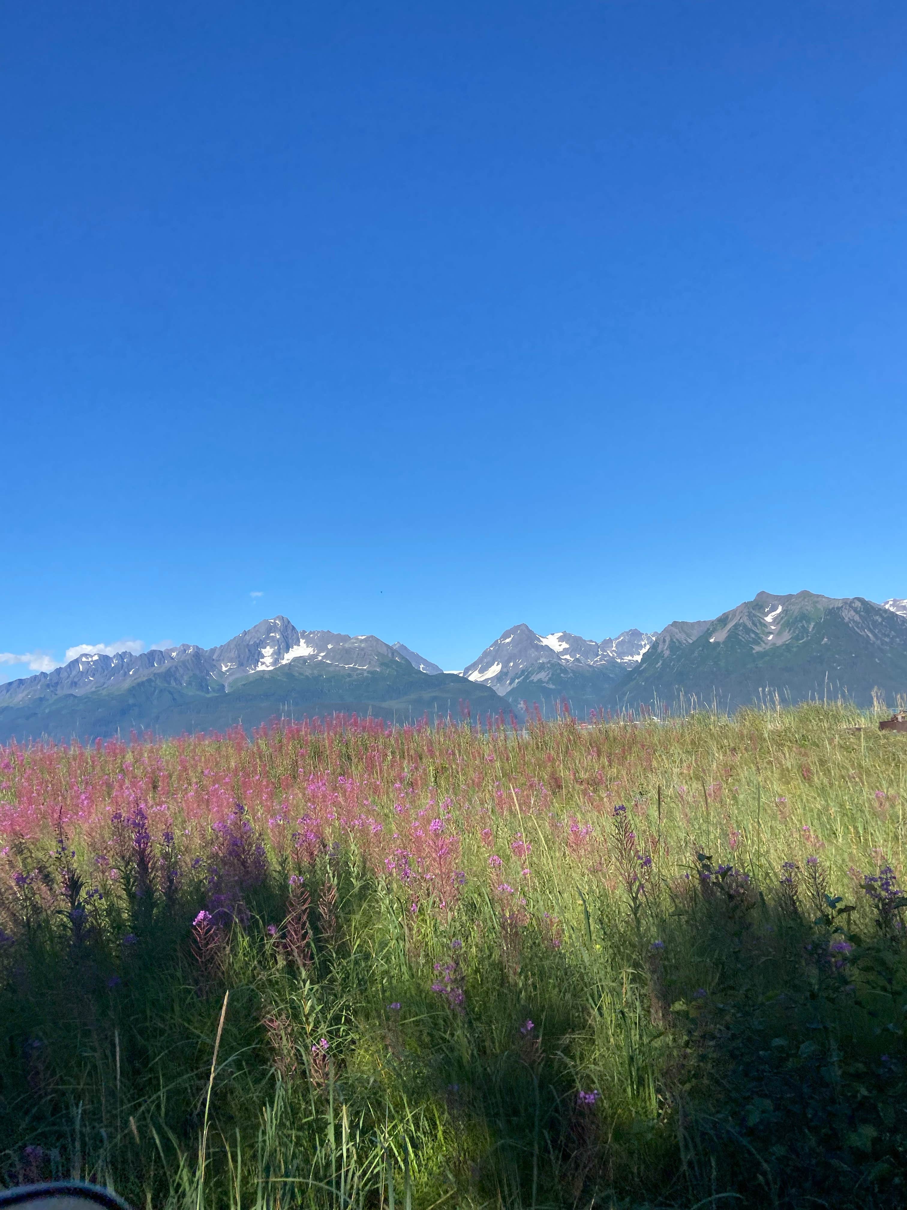 Camper-submitted photo at Miller's Landing near Kenai Fjords National Park