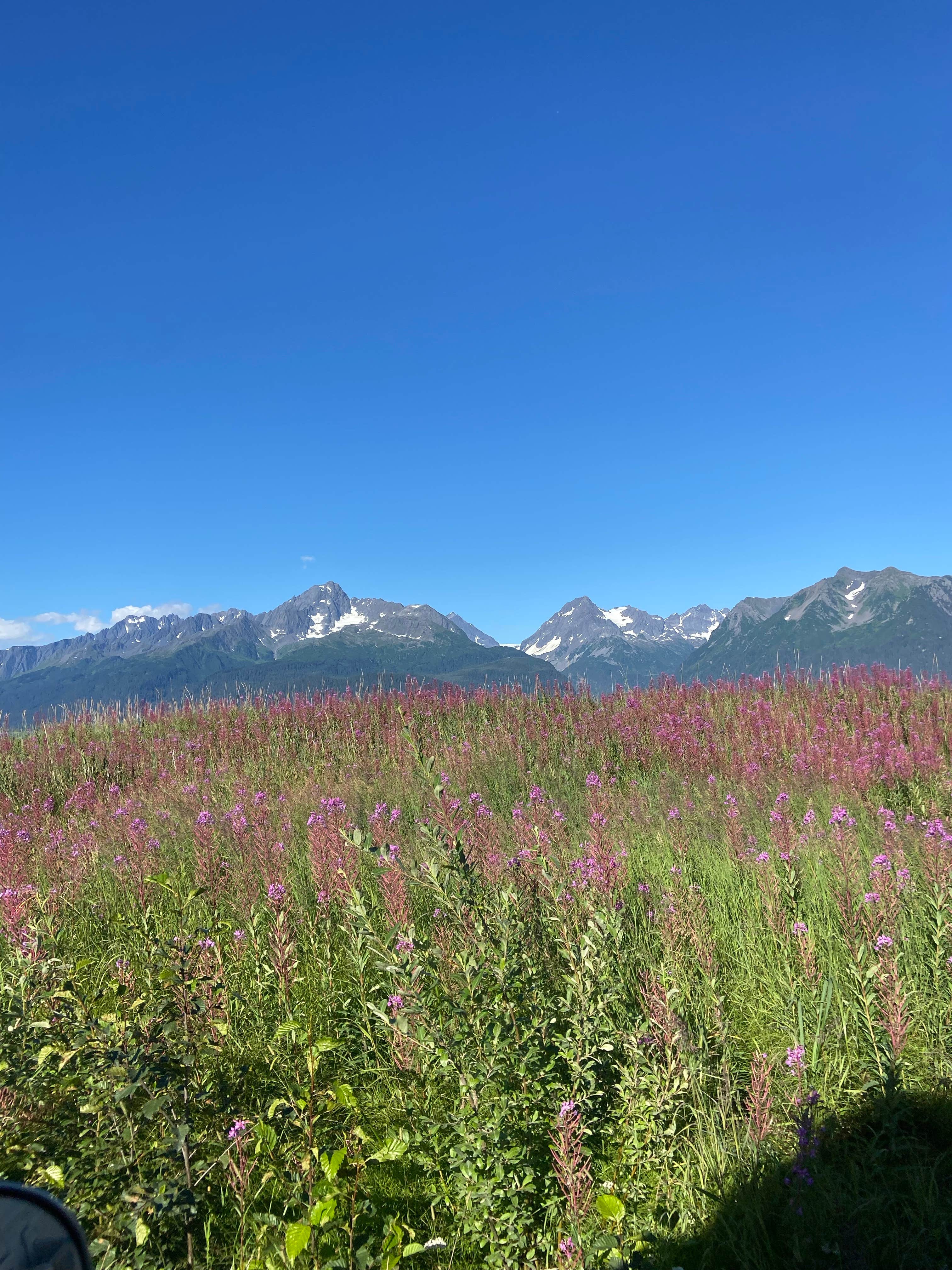 Camper-submitted photo at Miller's Landing near Kenai Fjords National Park