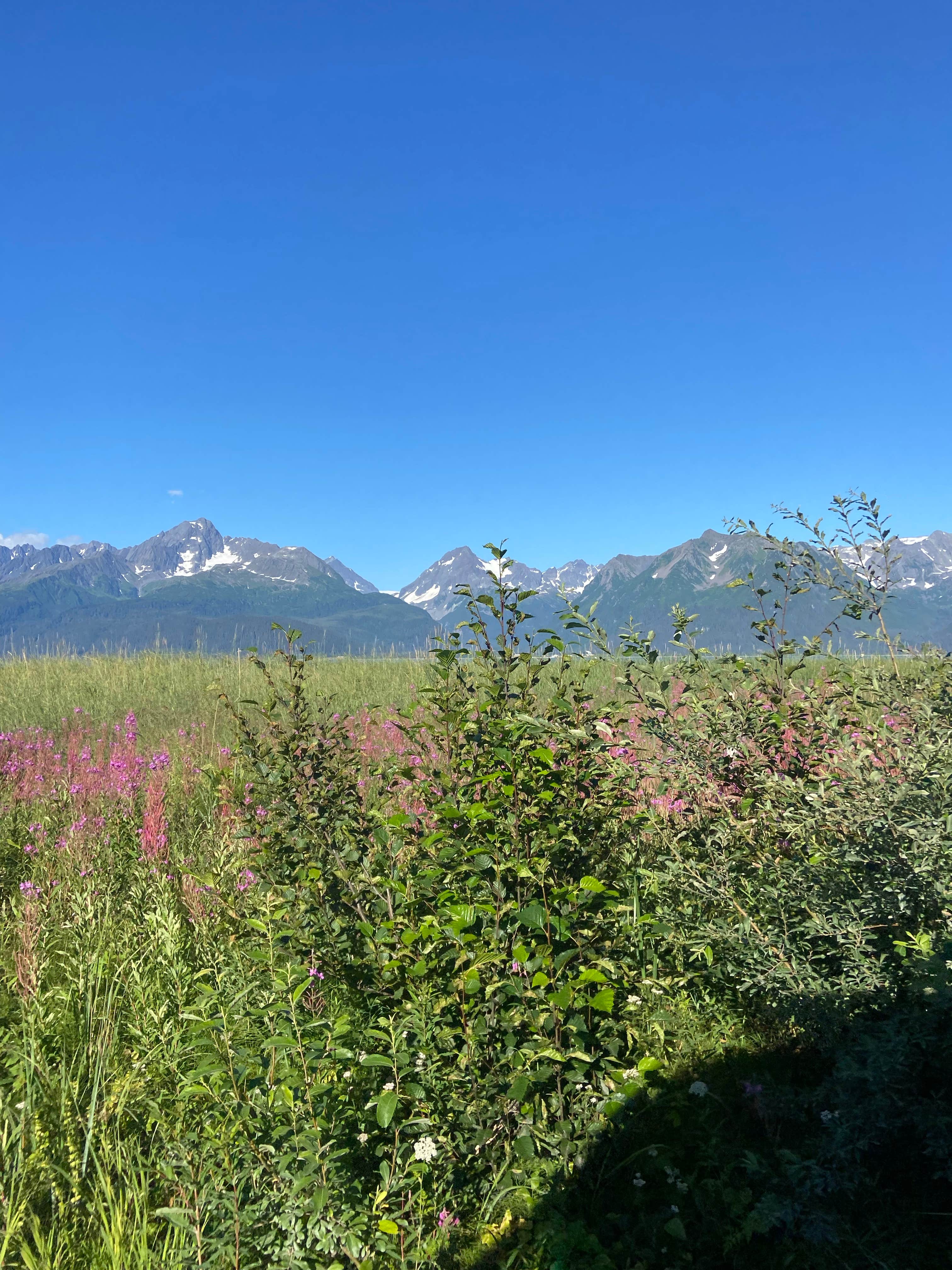 Camper-submitted photo at Miller's Landing near Kenai Fjords National Park