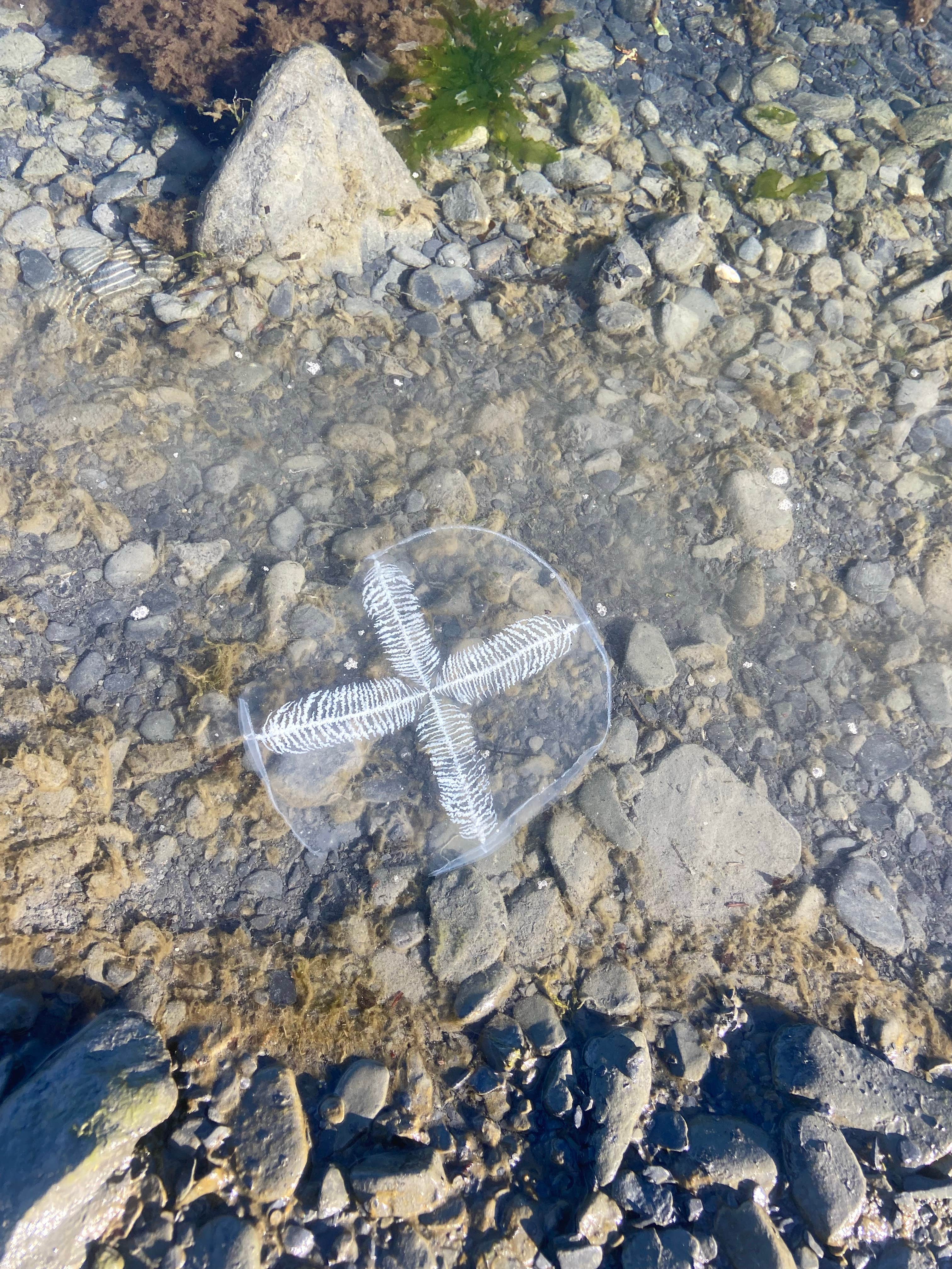 Camping near Kenai Fjords National Park Cabins: Miller's Landing, Seward, Alaska