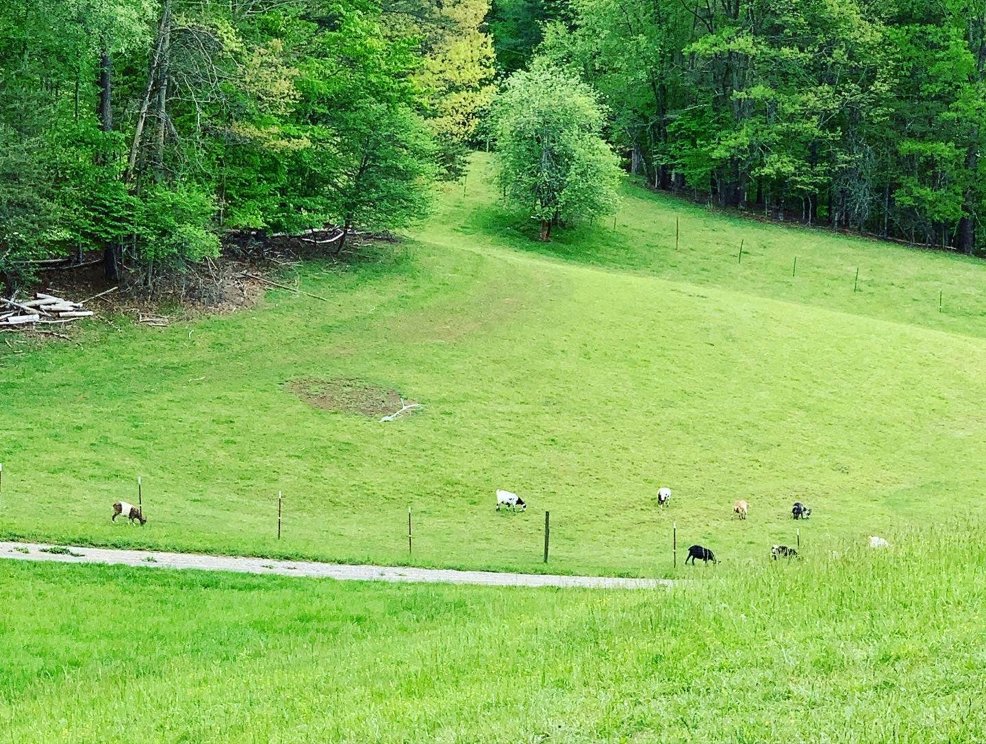 Camper-submitted photo at Fox Grape Farms near Mars Hill, NC