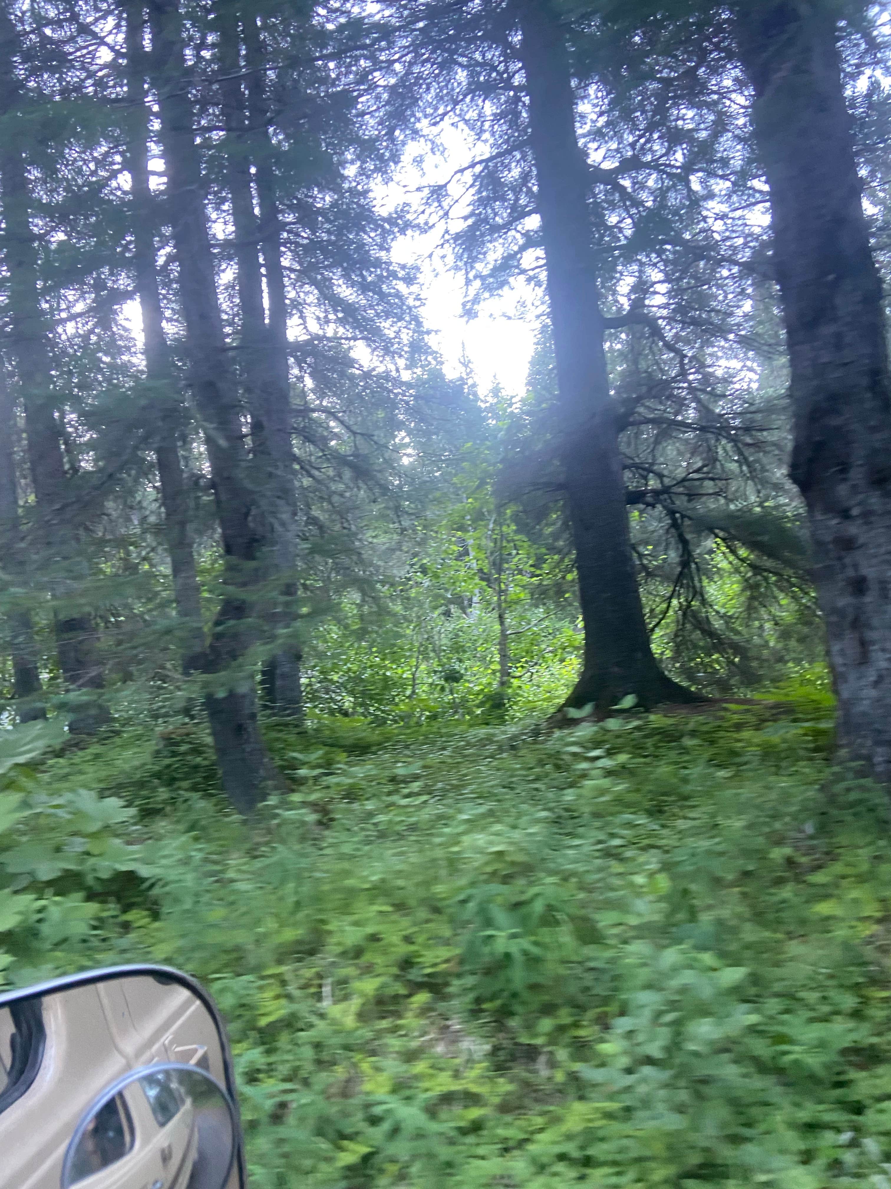 Camper submitted image from Primrose Trailhead - 4