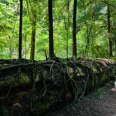 Review photo of Jedidiah Smith Campground — Redwood National Park by Autumn O., July 28, 2022