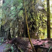Review photo of Jedidiah Smith Campground — Redwood National Park by Autumn O., July 28, 2022