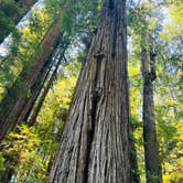 Review photo of Jedidiah Smith Campground — Redwood National Park by Autumn O., July 28, 2022