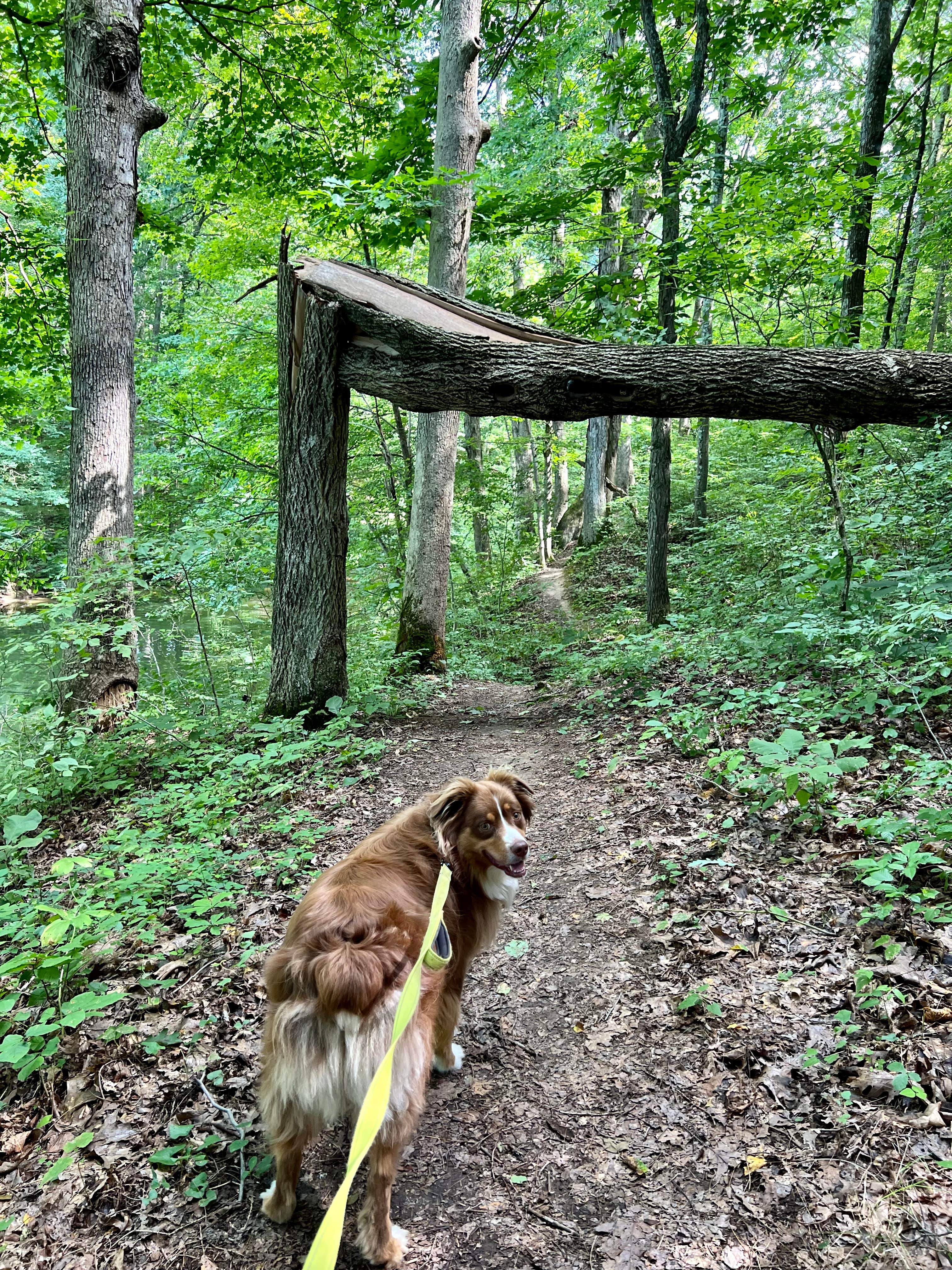 Jessica R.'s photo of camping with pets at Wolf Run State Park Campground near Vienna, WV
