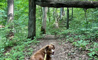 Jessica R.'s photo of camping with pets at Wolf Run State Park Campground in Ohio