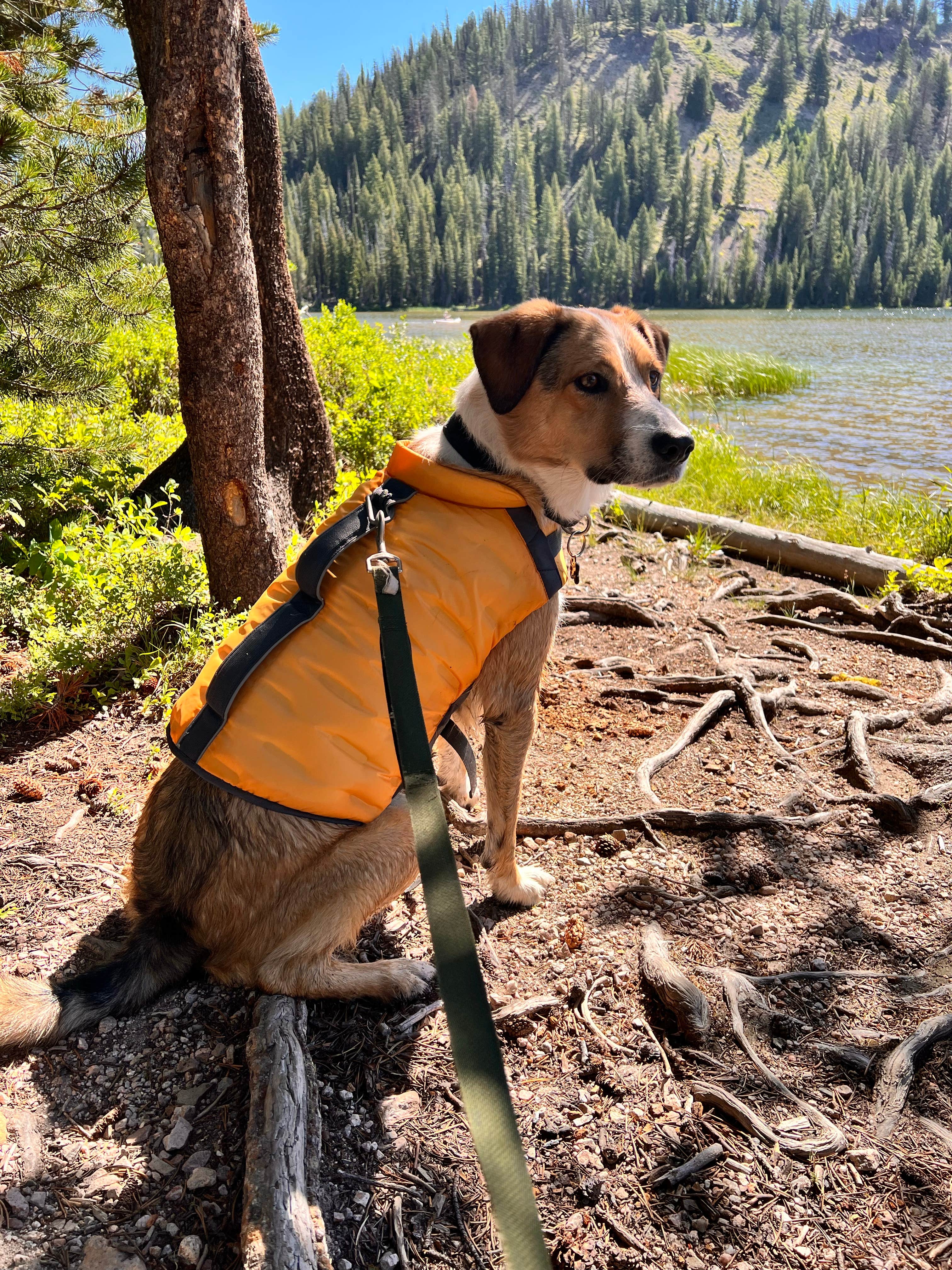 Vivi W.'s photo of camping with pets at Bull Trout Lake Campground near Salmon-Challis National Forest