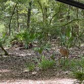 Review photo of Manatee Springs State Park Campground by Jeff A., July 29, 2022