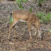 Review photo of Manatee Springs State Park Campground by Jeff A., July 29, 2022