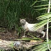 Review photo of Manatee Springs State Park Campground by Jeff A., July 29, 2022