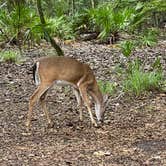 Review photo of Manatee Springs State Park Campground by Jeff A., July 29, 2022