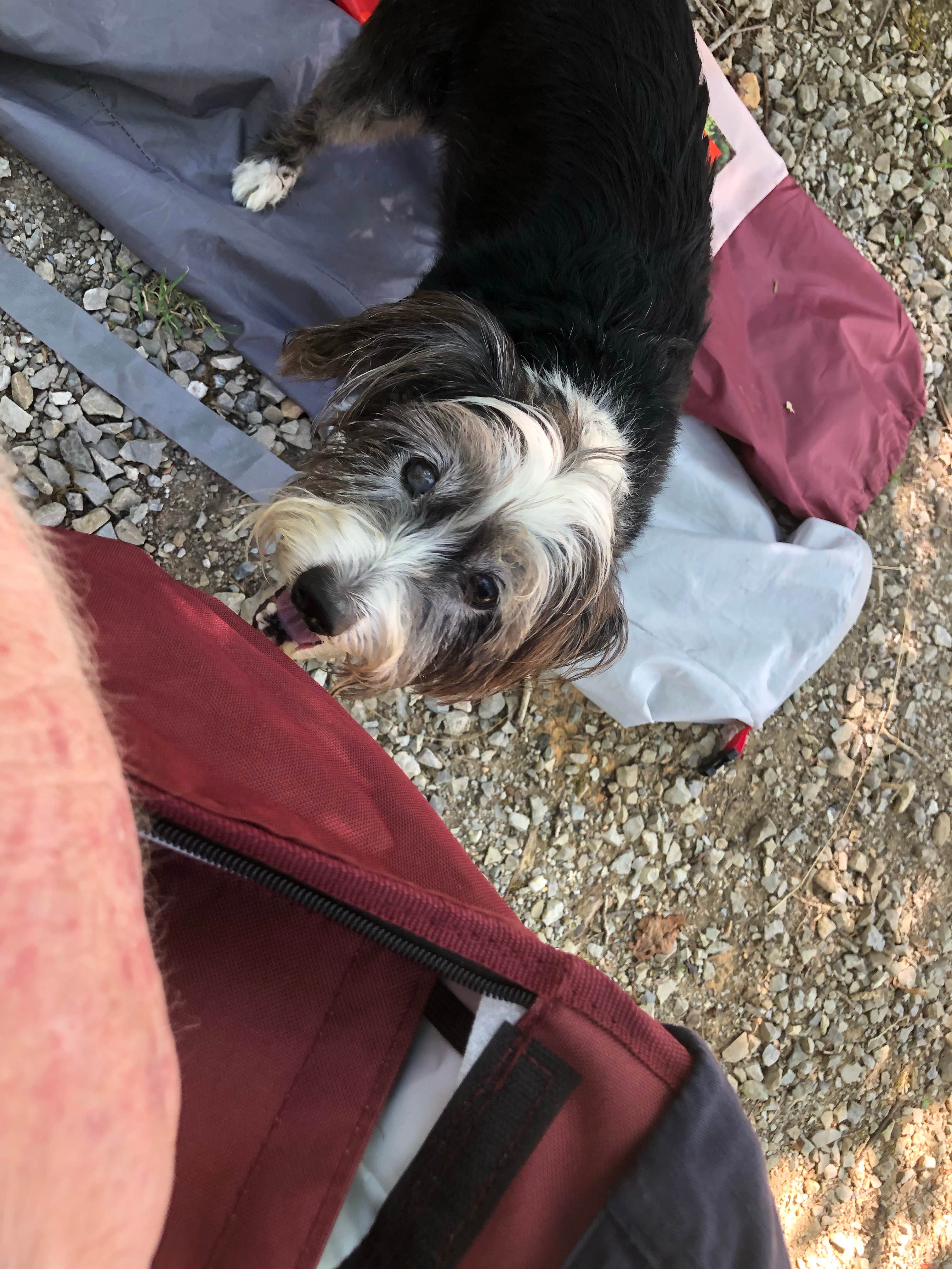 Frank L.'s photo of camping with pets at Harrison Bay State Park Campground near Sale Creek, TN