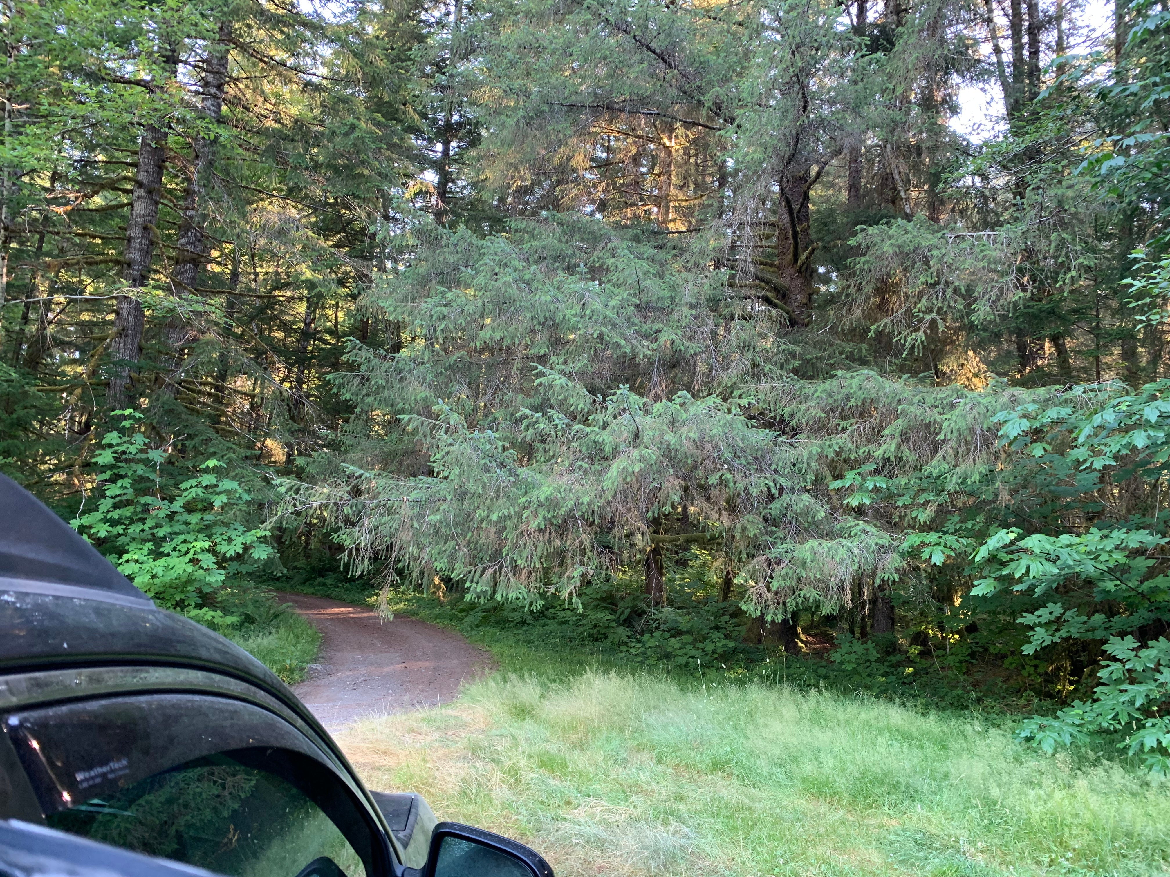 Camper submitted image from Forest Service Road 29 Dispersed Camping Loop - 4