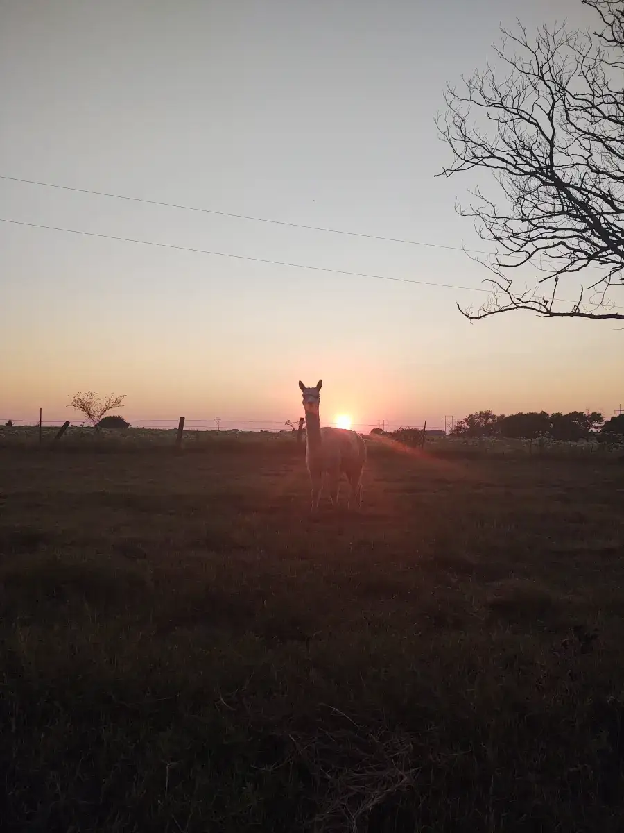 Camper-submitted photo at Lazy H Alpaca Ranch near Warr Acres, OK