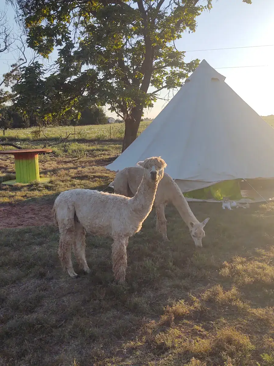 Camper-submitted photo at Lazy H Alpaca Ranch near Warr Acres, OK