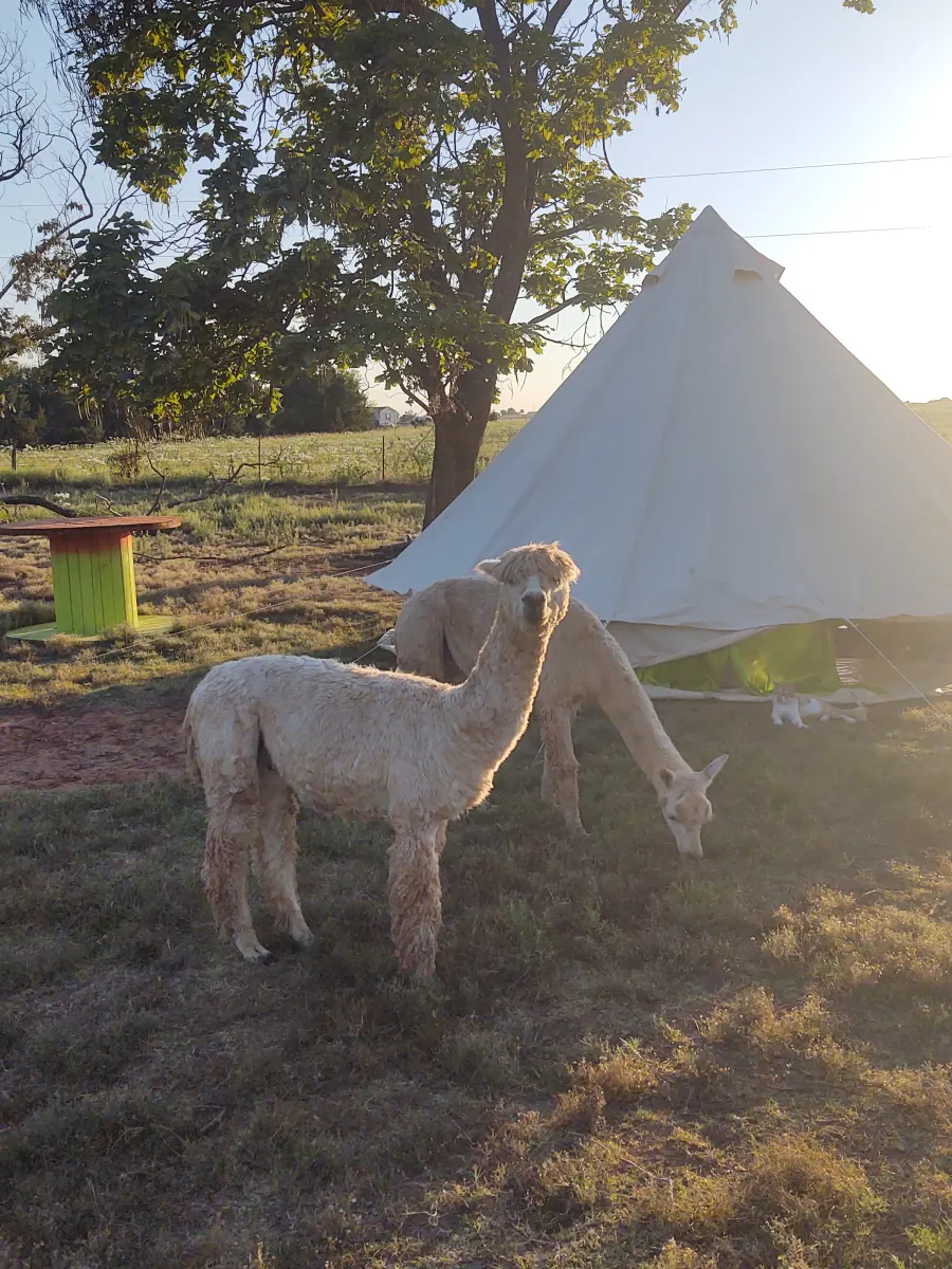 Camper submitted image from Lazy H Alpaca Ranch - 1