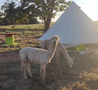 Camper-submitted photo from Lazy H Alpaca Ranch