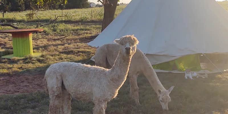 Camper submitted image from Lazy H Alpaca Ranch