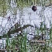 Review photo of Four Mile Creek State Park Campground by Stephanie B., July 29, 2022