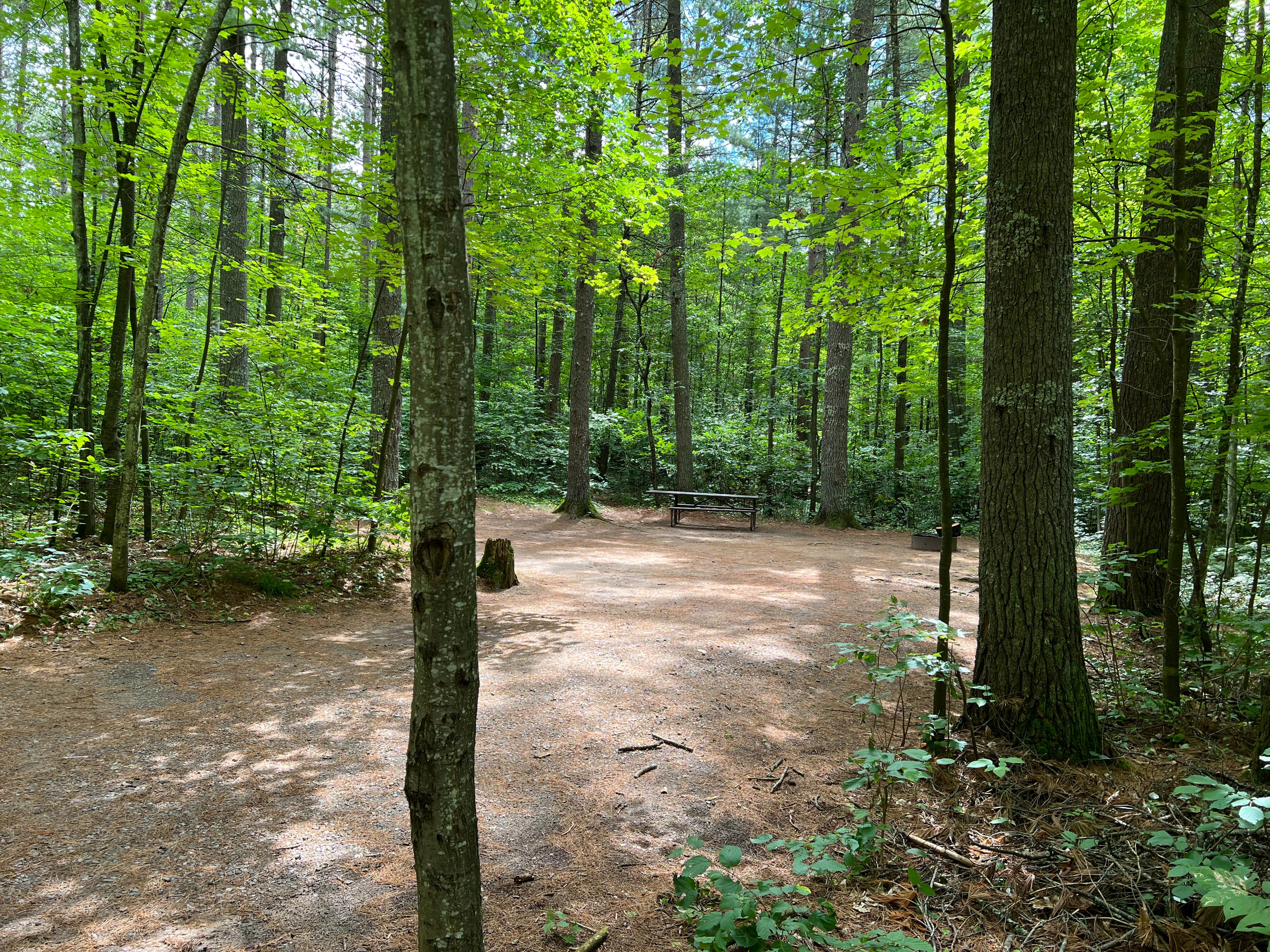 Camper submitted image from Firefly Lake — Northern Highland State Forest - 4