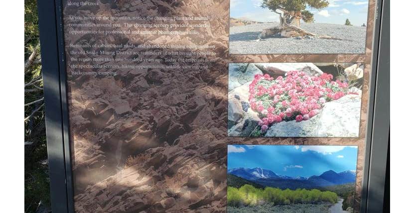 Pinnacle Group Campsite — Great Basin National Park