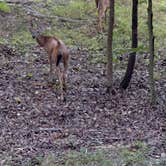 Review photo of Happy Hollow Campground — Nathan Bedford Forrest State Park by Nathan B., July 29, 2022