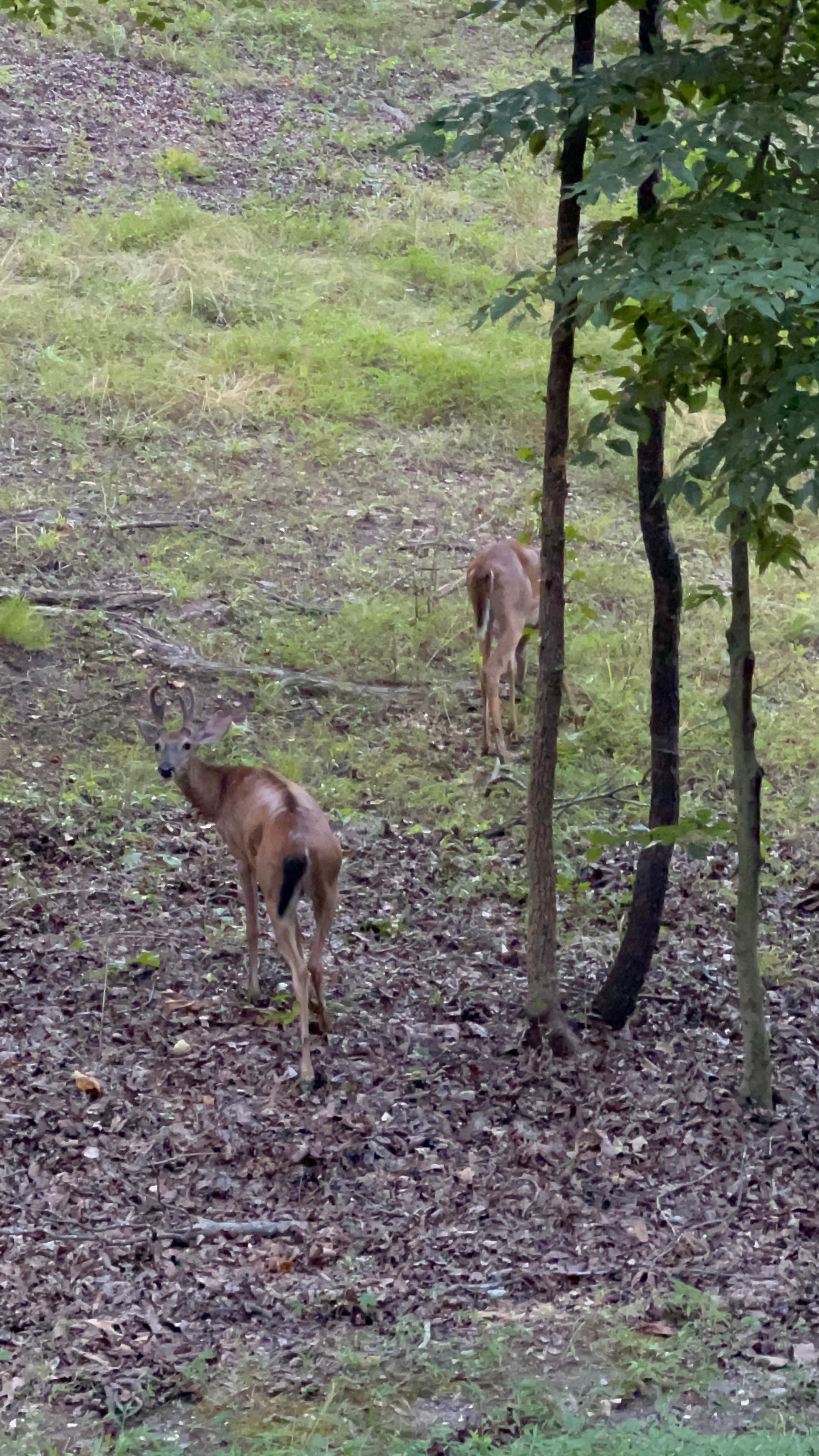 Camper submitted image from Happy Hollow Campground — Nathan Bedford Forrest State Park - 3