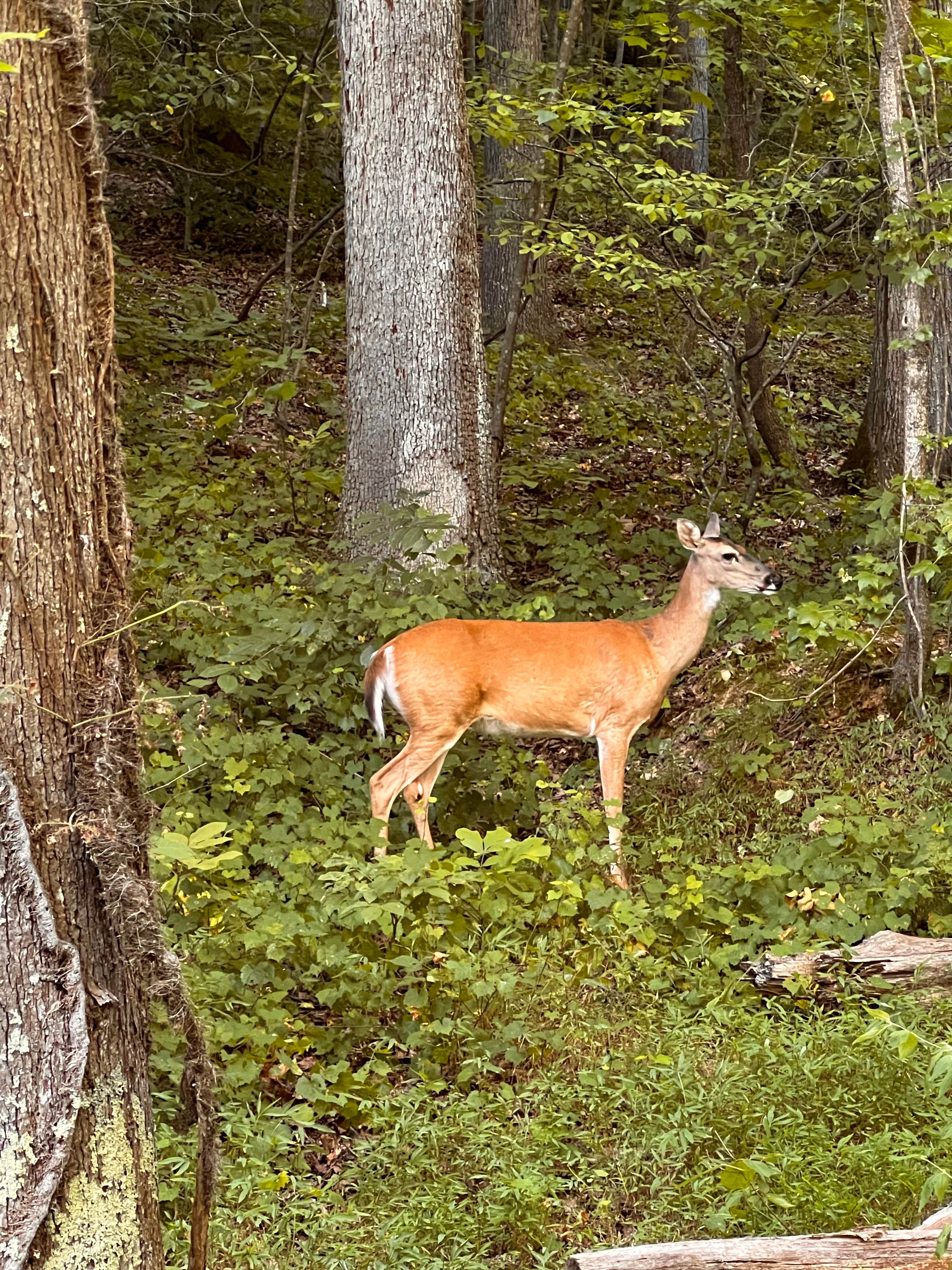 Camper-submitted photo at Happy Hollow Campground — Nathan Bedford Forrest State Park near Waverly, TN