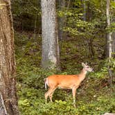 Review photo of Happy Hollow Campground — Nathan Bedford Forrest State Park by Nathan B., July 29, 2022