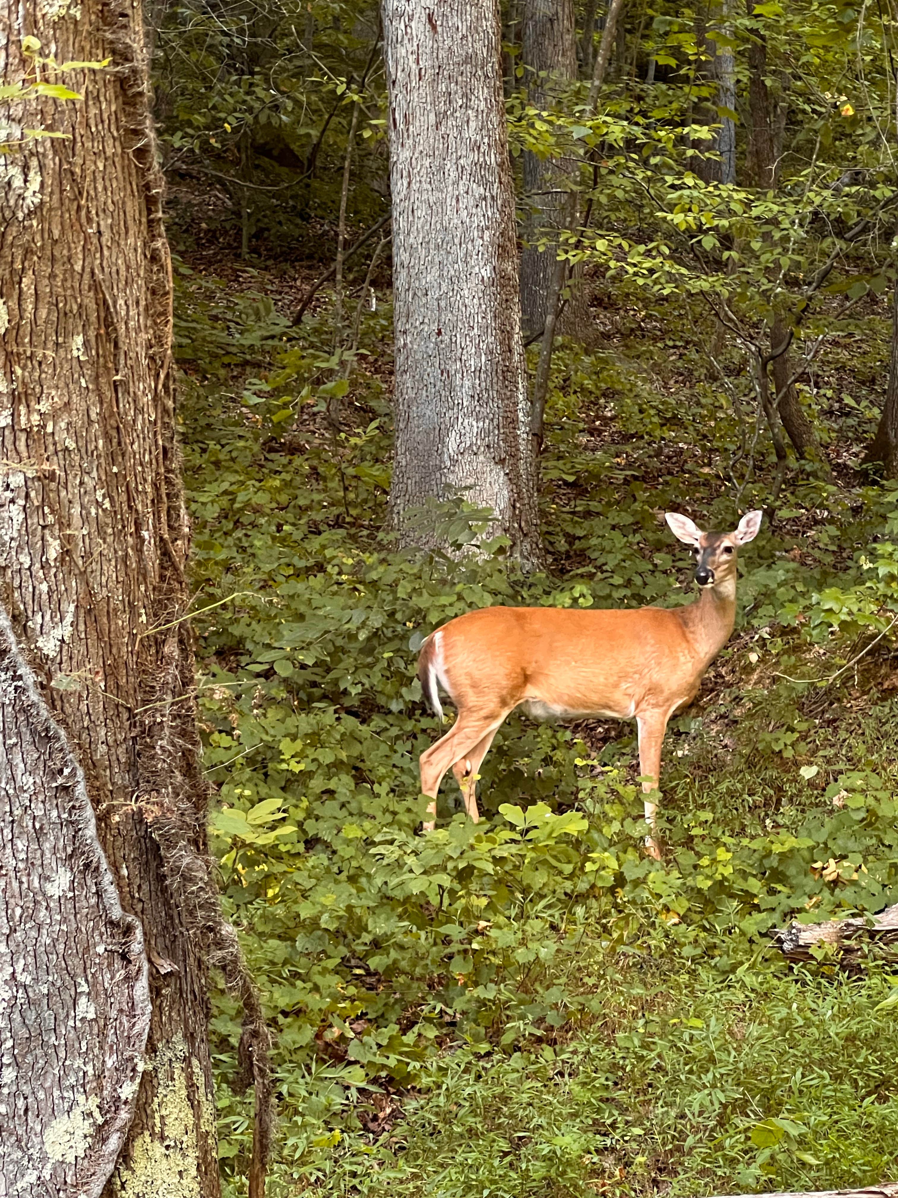 Camper-submitted photo at Happy Hollow Campground — Nathan Bedford Forrest State Park near Waverly, TN