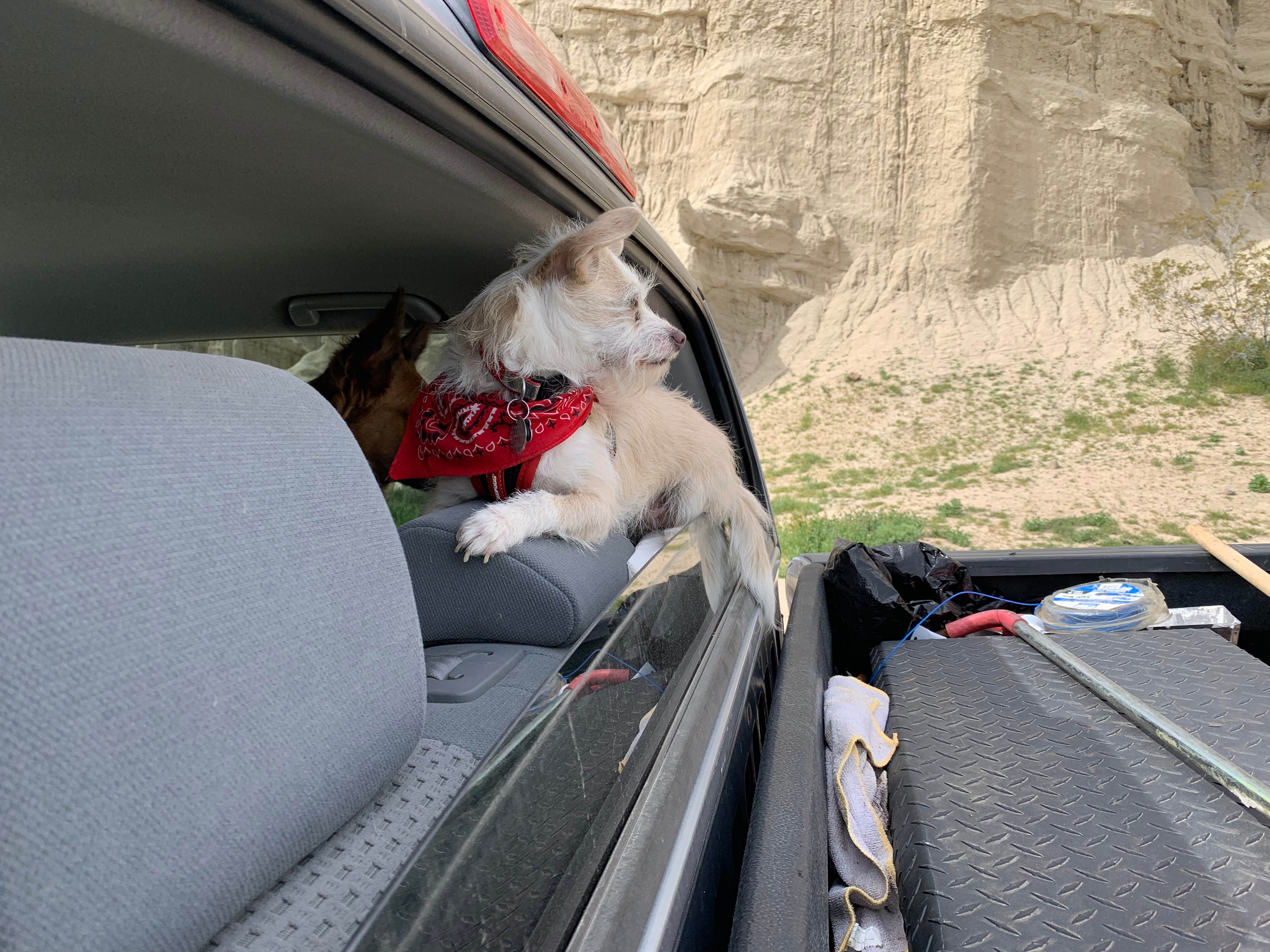 Art Torres & K.'s photo of camping with pets at Ricardo Campground — Red Rock Canyon State Park near Randsburg, CA