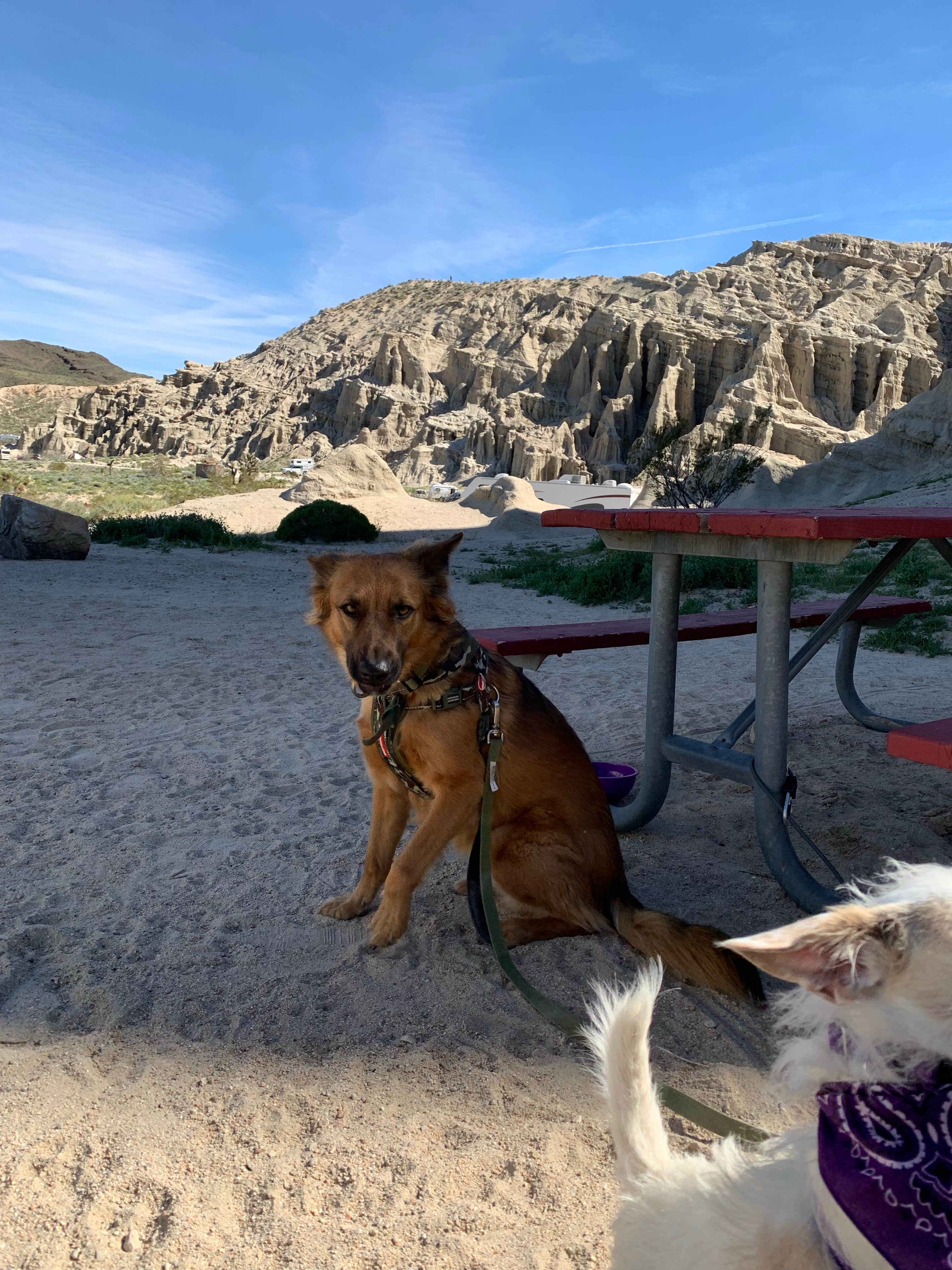 Art Torres & K.'s photo of camping with pets at Ricardo Campground — Red Rock Canyon State Park near Randsburg, CA