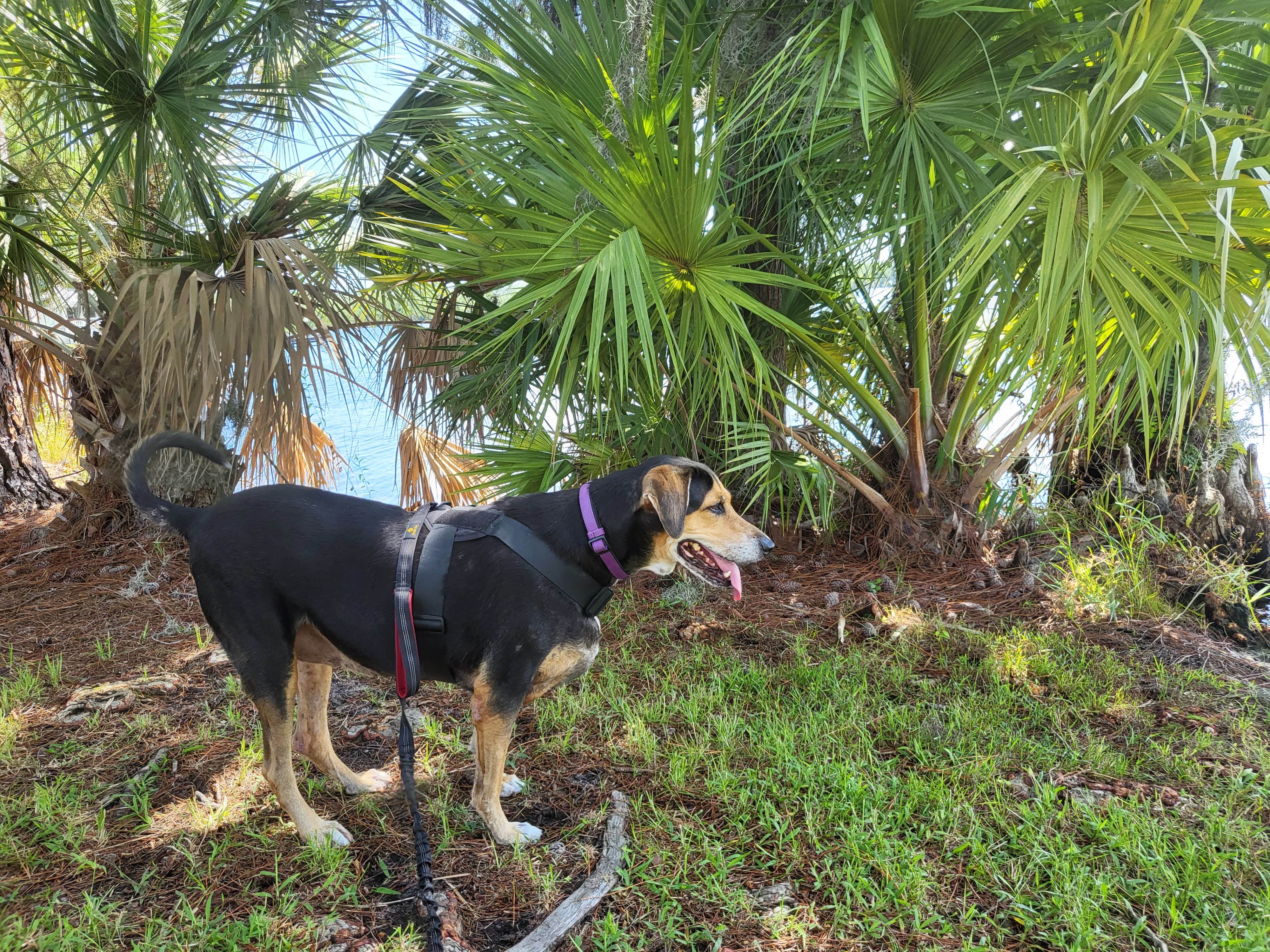 Jeanne W.'s photo of camping with pets at Encore Lake Magic near Windermere, FL